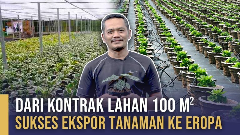 Kisah Sukses Peningkatan Bisnis Tanaman Hias