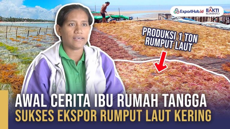 Proses Pengolahan Rumput Laut dari NTT sebelum ke China & Nigeria