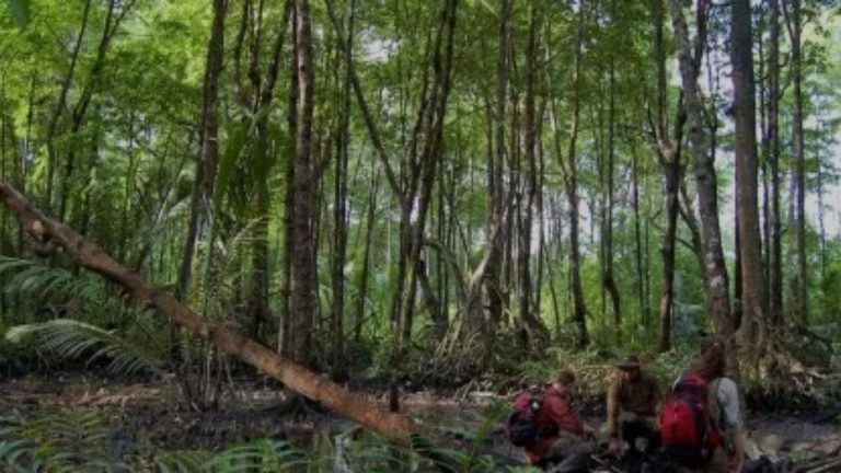 Indonesia Tuntaskan Target Emisi Karbon Lewat Tata Kelola Hutan