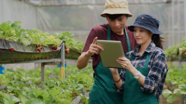 Peluang Emas Jadi Petani Milenial, Gaji Rp10 Juta