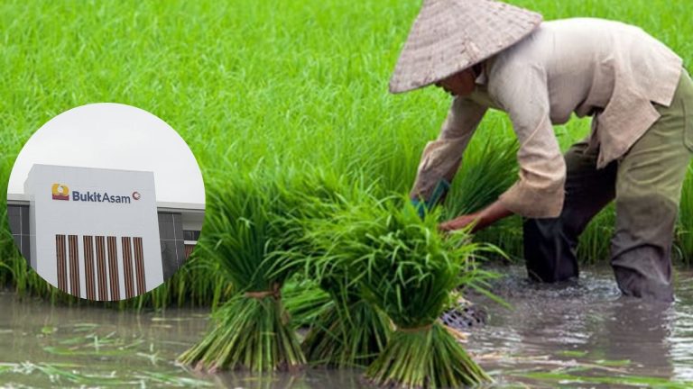 Petani Lampung Bisa Panen Lebih Sering Berkat PLTS Irigasi