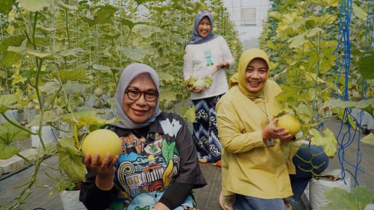 Petani Tulungagung Untung Lebih dengan Konsep Wisata Petik Melon