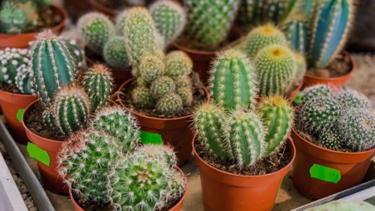 Siaran Langsung, Petani Milenial Raup Omzet Jutaan dari Kaktus