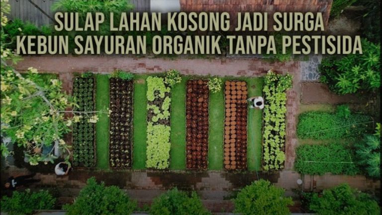 Sukses Bertani Organik di Lahan Bekas Kandang Ayam