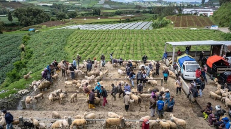 Pendapatan Naik 50%! Begini Dampak KUR BRI bagi UMKM