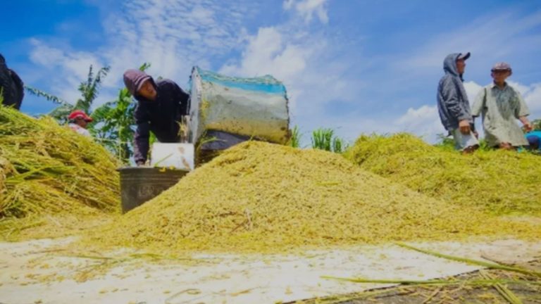 Harga Gabah Anjlok, Petani Merugi Saat Panen 2025