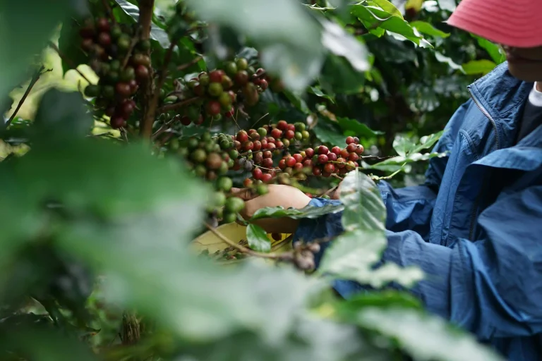 Kopi Garut Naik Kelas Berkat Program BNI JKK