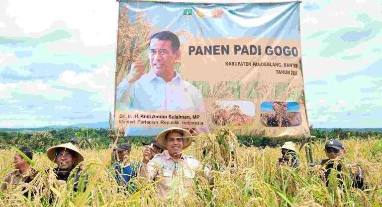 Produktivitas Padi Gogo di Pandeglang Meningkat Petani Semakin Sejahtera