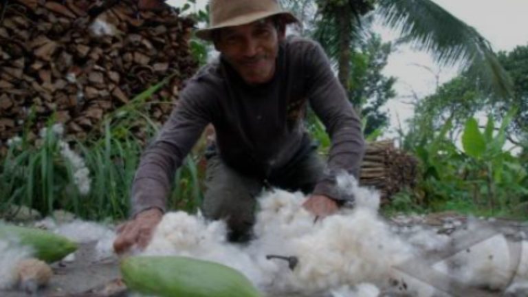 Kapuk Randu: Bahan Baku Industri Tekstil Ramah Lingkungan