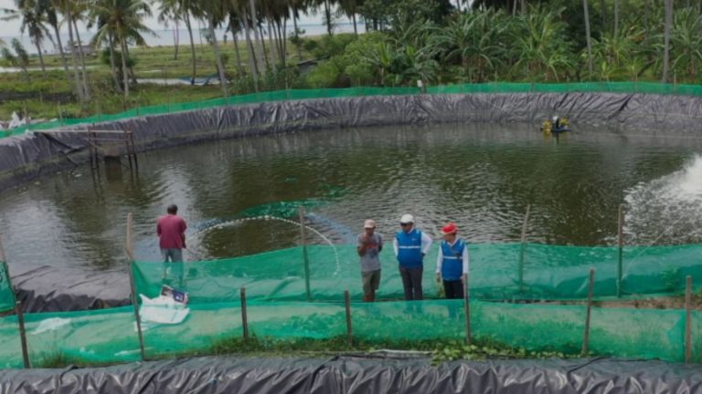 PLN Dorong Efisiensi UMKM Budi Daya Udang dengan Energi Hijau di Mamuju