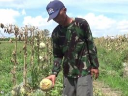 Geti Media UKM - Anjloknya Harga Melon dan Semangka Buat Petani Jember Gagal Panen