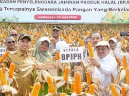 Geti Media UKM - Lamongan Jadi Contoh Sukses Panen Jagung PRG