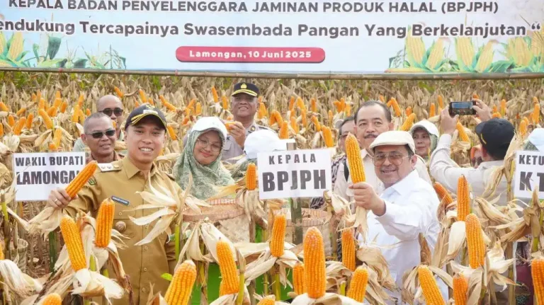 Geti Media UKM - Lamongan Jadi Contoh Sukses Panen Jagung PRG